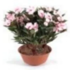 Castorama Coupe Impatien Artificiel 3 Piquets