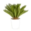 Castorama Cycas Revoluta 21cm Avec Cache Pot Blanc -Castorama-Shop cycas revoluta 21cm avec cache pot blanc8720053842052 01c FR CF