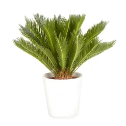 Castorama Cycas Revoluta 21cm Avec Cache Pot Blanc