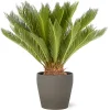 Castorama Cycas Revoluta 21cm Avec Cache Pot Pierre