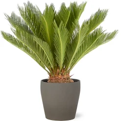Castorama Cycas Revoluta 21cm Avec Cache Pot Pierre