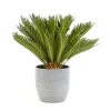 Castorama Cycas Revoluta 21cm Avec Cache Pot Rayures Grises
