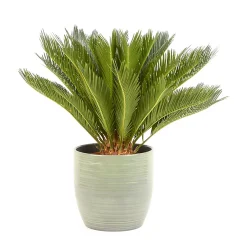 Castorama Cycas Revoluta 21cm Avec Cache Pot Rayures Vertes