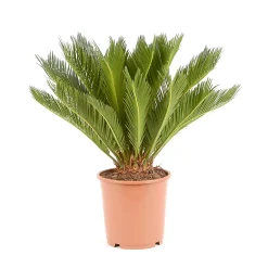Castorama Cycas Revoluta 21cm