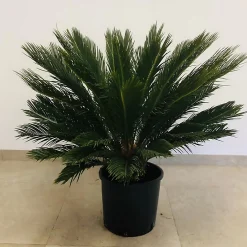 Castorama Cycas Revoluta 60-80cm 12L