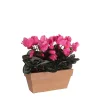 Castorama Cyclamen Rose Artificiel En Jardiniere Slate Terra 29 X 13 X H.33 Cm -Castorama-Shop cyclamen rose artificiel en jardiniere slate terra 29 x 13 x h 33 cm8712799726963 01c FR CF
