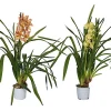 Castorama Cymbidium Mini 1 Tige Mix -Castorama-Shop cymbidium mini 1 tige mix5059340186832 01c FR CF