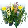 Castorama Cymbidium Mini 2 Tiges Mix 1 Castorama Cymbidium Mini 2 Tiges Mix -Castorama-Shop cymbidium mini 2 tiges mix5059340186849 01c FR CF