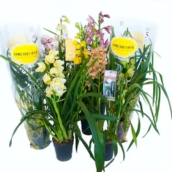 Castorama Cymbidium Mini 2 Tiges Mix