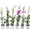 Castorama Dendrobium Sanook 1 Tige Mix -Castorama-Shop dendrobium sanook 1 tige mix5059340186863 01c FR CF