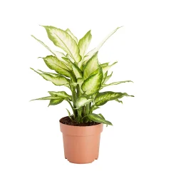 Castorama Dieffenbachia, Assortiment, 17cm