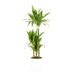 Castorama Dracaena Janet Craig 21cm Avec Cache Pot Blanc