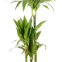 Castorama Dracaena Janet Craig 21cm Avec Cache Pot Pierre