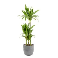 Castorama Dracaena Janet Craig 21cm Avec Cache Pot Rayures Grises