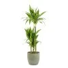 Castorama Dracaena Janet Craig 21cm Avec Cache Pot Rayures Vertes 1 Castorama Dracaena Janet Craig 21cm Avec Cache Pot Rayures Vertes -Castorama-Shop dracaena janet craig 21cm avec cache pot rayures vertes8720053841819 01c FR CF