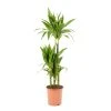 Castorama Dracaena Janet Craig 21cm -Castorama-Shop dracaena janet craig 21cm8720053841796 01c FR CF