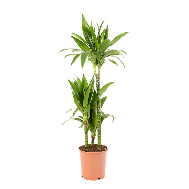 Castorama Dracaena Janet Craig 21cm 3 Castorama Dracaena Janet Craig 21cm