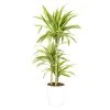 Castorama Dracaena Lemon Lime 21cm Avec Cache Pot Blanc