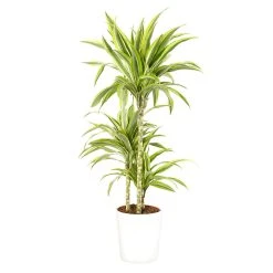 Castorama Dracaena Lemon Lime 21cm Avec Cache Pot Blanc