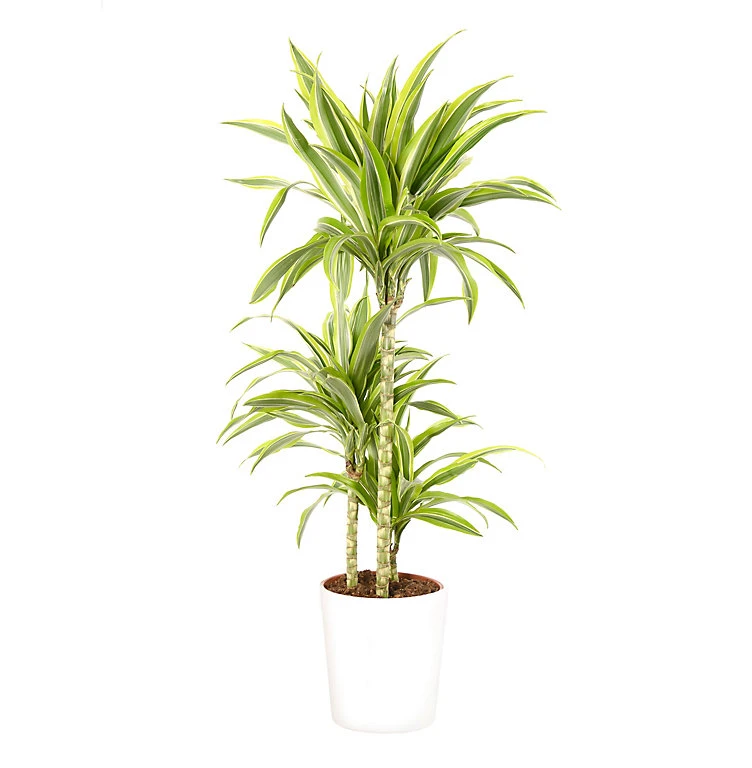 Castorama Dracaena Lemon Lime 21cm Avec Cache Pot Blanc 3 Castorama Dracaena Lemon Lime 21cm Avec Cache Pot Blanc