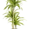 Castorama Dracaena Lemon Lime 21cm Avec Cache Pot Pierre 2 Castorama Dracaena Lemon Lime 21cm Avec Cache Pot Pierre -Castorama-Shop dracaena lemon lime 21cm avec cache pot pierre8720053841680 01c FR CF