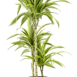 Castorama Dracaena Lemon Lime 21cm Avec Cache Pot Pierre