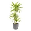 Castorama Dracaena Lemon Lime 21cm Avec Cache Pot Rayures Grises -Castorama-Shop dracaena lemon lime 21cm avec cache pot rayures grises8720053841673 01c FR CF