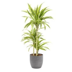 Castorama Dracaena Lemon Lime 21cm Avec Cache Pot Rayures Grises