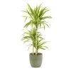 Castorama Dracaena Lemon Lime 21cm Avec Cache Pot Rayures Vertes -Castorama-Shop dracaena lemon lime 21cm avec cache pot rayures vertes8720053841666 01c FR CF