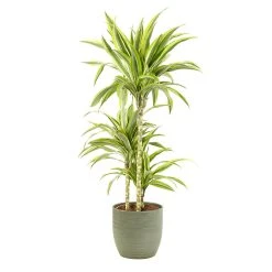 Castorama Dracaena Lemon Lime 21cm Avec Cache Pot Rayures Vertes