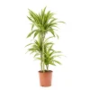 Castorama Dracaena Lemon Lime 21cm -Castorama-Shop dracaena lemon lime 21cm8720053841642 01c FR CF
