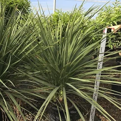 Castorama Dracanea Indivisa 80-100cm 15L