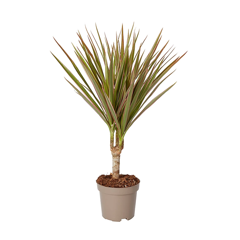 Castorama Dragonnier 10,5cm 3 Castorama Dragonnier 10,5cm