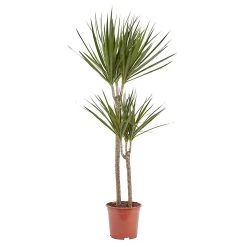 Castorama Dragonnier 2 tiges, 19cm