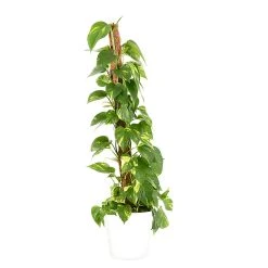 Castorama Epipremum Pinnatum 21cm Avec Cache Pot Blanc