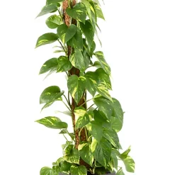 Castorama Epipremum Pinnatum 21cm Avec Cache Pot Pierre