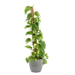 Castorama Epipremum Pinnatum 21cm Avec Cache Pot Rayures Grises