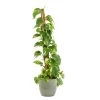 Castorama Epipremum Pinnatum 21cm Avec Cache Pot Rayures Vertes -Castorama-Shop epipremum pinnatum 21cm avec cache pot rayures vertes8720053841918 01c FR CF
