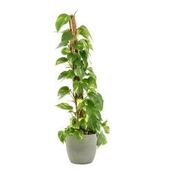 Castorama Epipremum Pinnatum 21cm Avec Cache Pot Rayures Vertes
