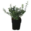 Castorama Euonymus, Pot 17 Cm -Castorama-Shop euonymus pot 17 cm5059340083704 02c