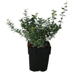 Castorama Euonymus, Pot 17 Cm