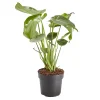 Castorama Faux Philodendron 17cm -Castorama-Shop faux philodendron 17cm5059340052120 01c