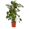 Castorama Faux Philodendron 24cm -Castorama-Shop faux philodendron 24cm5059340052137 01c