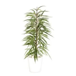 Castorama Ficus BA 21cm Avec Cache Pot Blanc