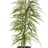 Castorama Ficus BA 21cm Avec Cache Pot Pierre