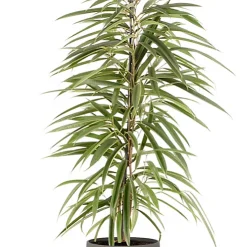 Castorama Ficus BA 21cm Avec Cache Pot Pierre