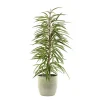 Castorama Ficus BA 21cm Avec Cache Pot Rayures Vertes -Castorama-Shop ficus ba 21cm avec cache pot rayures vertes8720053842014 01c FR CF