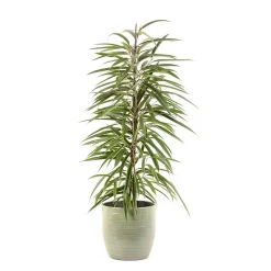 Castorama Ficus BA 21cm Avec Cache Pot Rayures Vertes