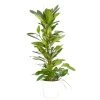 Castorama Ficus Cyathistipula 21cm Avec Cache Pot Blanc -Castorama-Shop ficus cyathistipula 21cm avec cache pot blanc8720053841758 01c FR CF