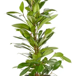 Castorama Ficus Cyathistipula 21cm Avec Cache Pot Pierre